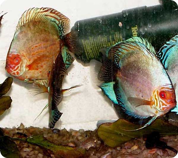 Psychadelic Discus Fish - 2 inch